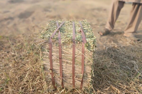 WhatsApp Image 2026-01-17 at 2.47.46 PM (1)