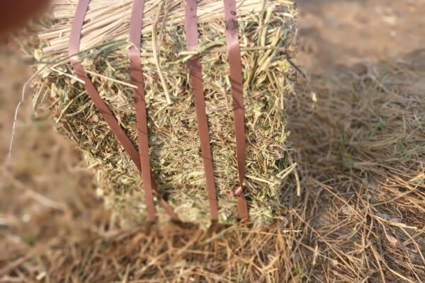 WhatsApp Image 2026-01-17 at 2.47.46 PM