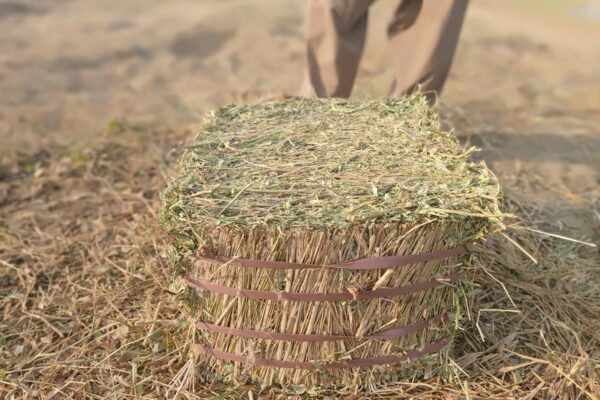 WhatsApp Image 2026-01-17 at 2.47.47 PM (1)