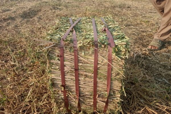 WhatsApp Image 2026-01-17 at 2.47.47 PM