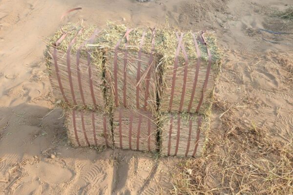 WhatsApp Image 2026-01-17 at 2.48.00 PM (1)