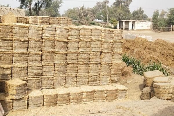 WhatsApp Image 2026-01-17 at 2.48.00 PM (12)