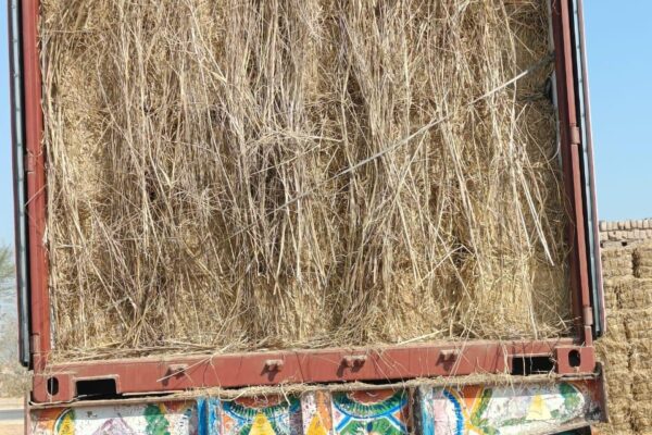 WhatsApp Image 2026-01-17 at 2.48.00 PM (14)