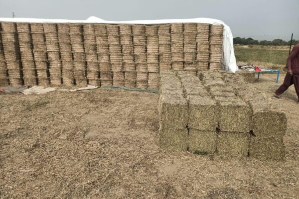 WhatsApp Image 2026-01-17 at 2.48.00 PM (2)