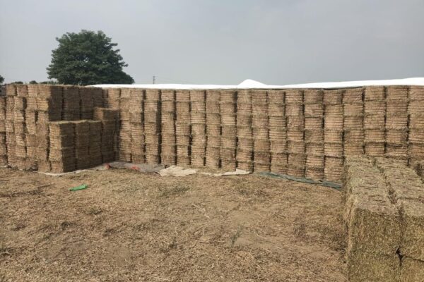 WhatsApp Image 2026-01-17 at 2.48.00 PM (3)