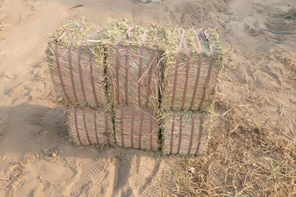 WhatsApp Image 2026-01-17 at 2.48.00 PM