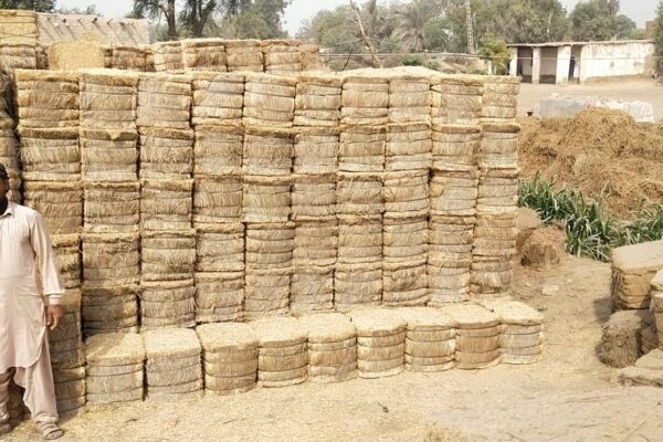 WhatsApp Image 2026-01-17 at 2.48.00 PM (8)