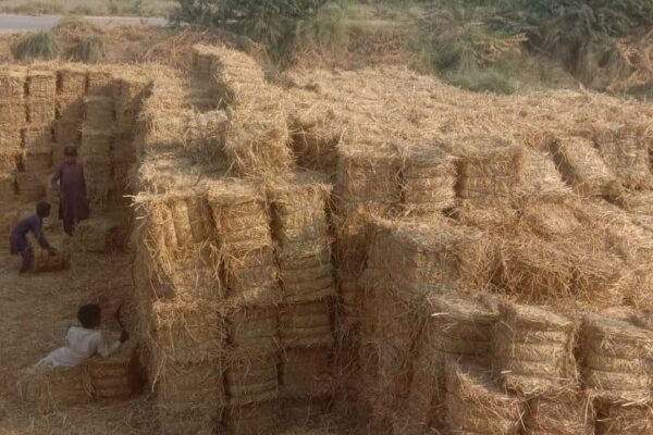 WhatsApp Image 2026-01-17 at 2.48.01 PM (1)